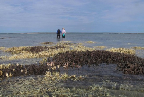  `Zombie corals` pose new threat to world`s reefs 